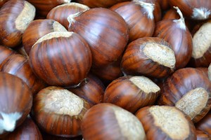 Chestnuts 101   — The Italian Garden Project