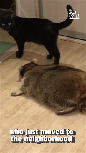 75K views · 1.1K reactions | He just wants to play tag! 劣 | The Pet Collective | Facebook