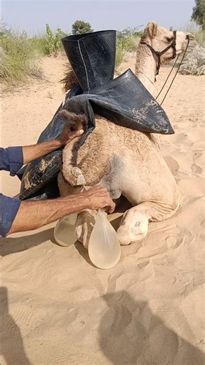 في ثارباركار الجميلة، صبي يركب جملًا ببالون. يمكنك رؤيته.🐪🤣