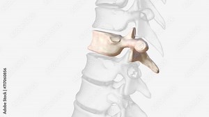 The thoracic spinal vertebrae consist of 12 total vertebrae and are located between the cervical vertebrae .