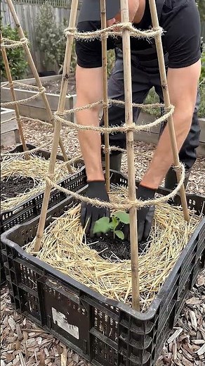 This Crate Garden Hack Produces ENDLESS Cucumbers!