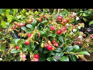 Quite possibly the best Lingonberry cultivar