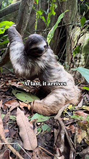 6.3K views · 1.2K reactions | Sloths are slow in everything they do, including digestion—it can take them up to 30 days to process a single leaf. When it's time to defecate, they come down to the ground, a rare and vulnerable moment. For the Great Sloth Census, we’re using a specially trained sloth scat detection dog to locate these elusive poop piles to estimate sloth populations. | The Sloth Conservation Foundation | Facebook
