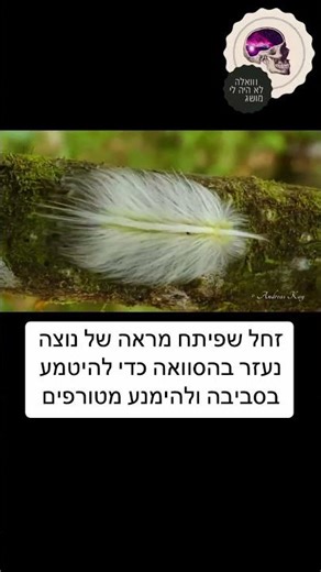 זחל שפיתח מראה של נוצה נעזר בהסוואה כדי להיטמע בסביבה ולהימנע מטורפים