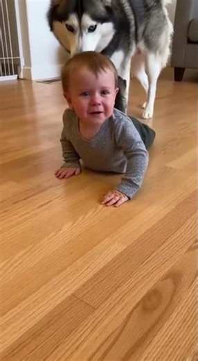 Dog Comforts Crying Owner in the Sweetest Way #news #automobile #newsong