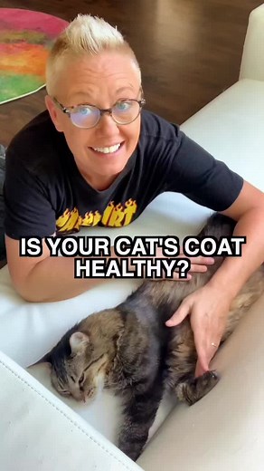 Why is My Cat's Fur Greasy? Understanding Cat Coat Health