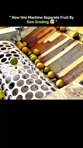 SCIENCE | FACTS | EXPALIN on Instagram: "• Modern fruit grading machines are designed to sort fruits quickly and accurately by size, weight, or diameter. ⚖️ • Fruits enter the machine via a conveyor belt, ensuring a continuous flow for efficiency. 🛤️ • The machine uses rollers, vibrating platforms, or rotating drums with different-sized gaps to separate small, medium, and large fruits. 🔄 • Some advanced systems employ laser or optical sensors to measure fruit dimensions and detect imperfection