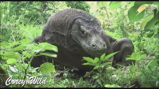 King cobra bites, crocodile attacks, catch and cook with many more wildlife adventures