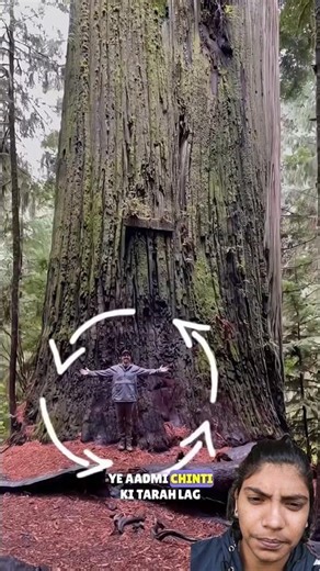 People could not save the 1000 years old tree? #viralshort #shortsfeed #ytshorts #facts