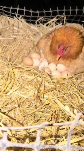 Too Many Eggs in My Hands? The Real Story of Free-Range Farming