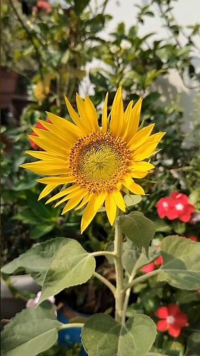 How to Harvest Sunflower Seeds #sunflower #seeds