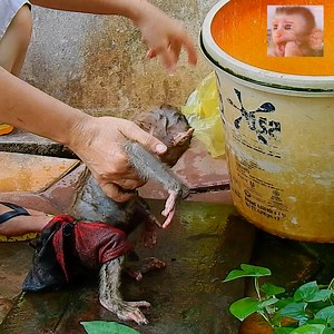 26K views · 281 reactions | Mom Rescue baby ALDO From Mud And Take A Bath | Baby AVA Monkey mod | Facebook