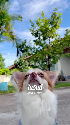 อึ่งอ่างน้อยของแม่ #วันนี้ในอดีต #ชิวาว่าหมาน่ารัก #สัตว์เลี้ยงtiktok #dogsofttiktok #มีลูกเป็นหมา