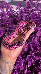 18K views · 96 reactions | Un magnifique serpent python ball de mutation rare 勺 A beautiful rare mutation snake ball python 勺 #loeilducelte #guafam #ballpython #serpent #snake | Mister Pat | Facebook