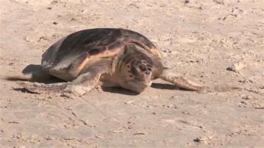 Sea turtles nest early as waters warm, but egg output falls: study