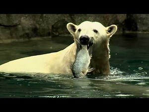 Polar Bear Feeding Frenzy-Cincinnati Zoo