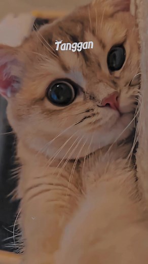 kulo pun angkat tangan🙌 #overlay #liriklagu #toptopan