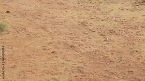 Drone view of a springbok antelopes running on dry grass
