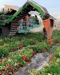 566K views · 490 reactions | Check out this automatic tomato picking machine in action | Rhinon Mechanix | Facebook