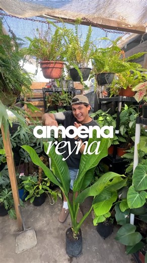 Leo Collins🪐 on Instagram: "La Amoena Reyna le dará a tu espacio mucha elegancia por sus hermosas hojas grandes😍 solo que si necesita mucha luz para sobrevivir🌱 #plantslife"