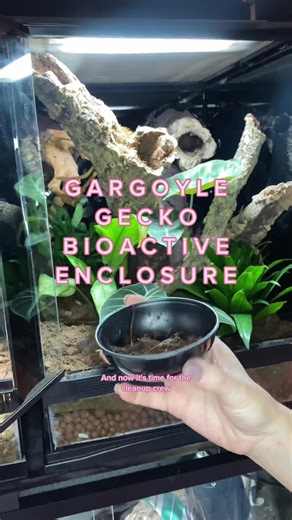 Building a Bioactive Gargoyle Gecko Enclosure