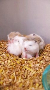 Look how big our Robo babies have grown! 🐹💛 . . . #hamsters #animals #pets #reelsfypシ #reelschallenge #viralchallenge #trendingreelsvideo #fypシ #baby #roborovski #cute | Hamster's Burrow