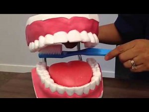How to Properly Brush Your Teeth