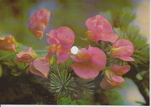 Hawkwind - Ghost Dance