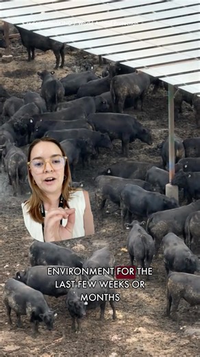 💔🐮 Right now, millions of Aussie cows are being forced to live in filthy, barren pens (known as feedlots) with little protection from the sun. | World Animal Protection Australia