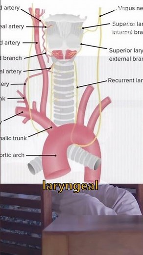Exploring #thyroid Surgery Understanding Key Structures Associated with the Thyroid