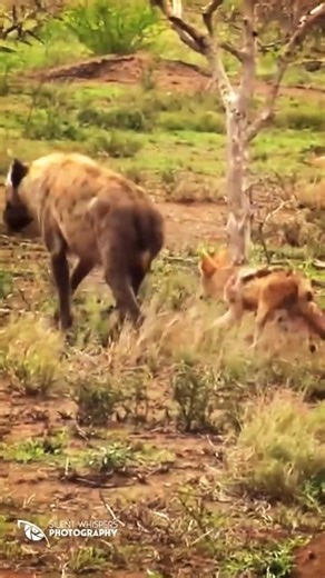 273K views · 4.1K reactions | Jackal Chases Large Hyena Away from Den . . #animals #jackal #hyenas #wildlife #wildlifephotography #battle #fight #fbreels #shorts #rareanimals #safari | Roy Zever | Facebook