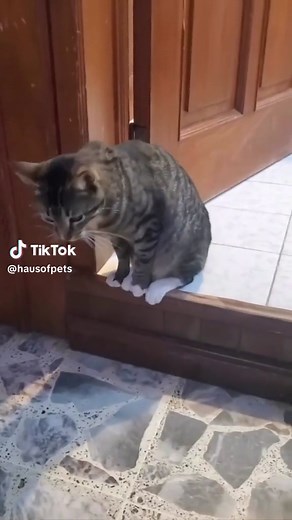 Why Do Cats Sit in Funny Ways? Exploring Cat Sitting Behavior