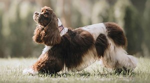 Best Dog Food for Cocker Spaniels: Top 10 Feeding Picks