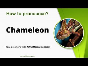 How to pronounce Chameleon in English Correctly