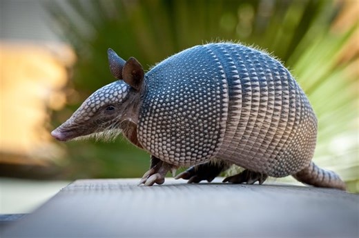 Watch this adorable armadillo splashing in a baby pool!