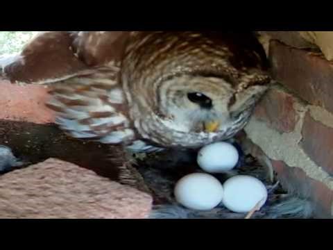 Owl Cam LIVE: Day 13 stream. Bernadette the Barred Owl and her three eggs!