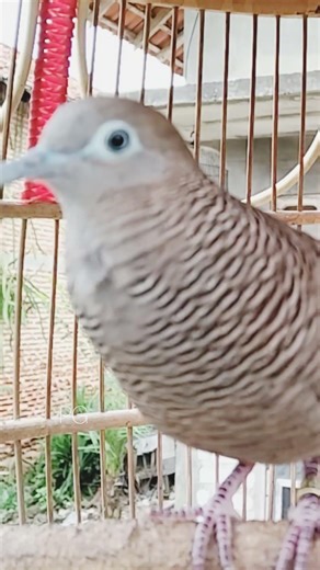 Perkutut Lokal Gacor Suara Kung Besar Pancingan Burung Perkutut Agar Bunyi #shorts