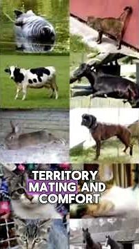 The Healing Power Of Cat Purring & Kneading You Didn’t Know! 🐾✨ #Cats #Healing #catfacts