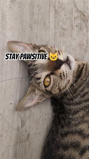 Stay pawsitive 🐱#trendingshorts #viralshorts #fypシ #comedy #funny #goviral
