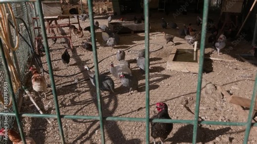 Mixed flock of chickens and guinea fowl walking inside farm enclosure. Poultry farming and agriculture concept.