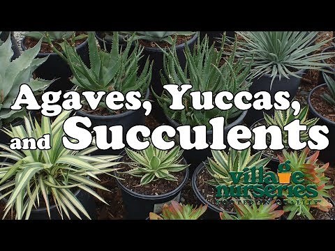 Agaves, Yuccas, and Succulents - Village Nurseries