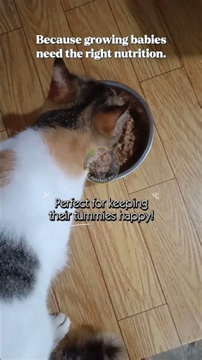 Royal Canin Kitten Wet Food 😻🐾