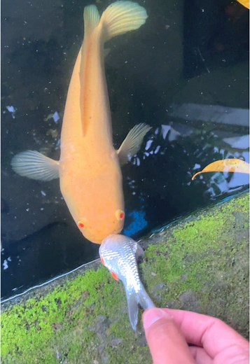 Ikan Channa Striata Albino: Semua Yang Perlu Anda Tahu