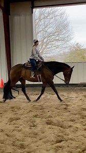 1K views · 18 reactions | That trot tho Caddy is a 10 year old AQHA gelding who is soon to be on the market! He’s finished in the hunter under saddle, equitation, and also has been taken over fences! Another perk, he knows the showmanship! Full video coming soon, comment below for the owner’s contact! @kristindianetaylor - #aqha #gatorbait #quarterhorse #hunterundersaddle #trot #trotting #equitation #showhorse | Running Springs QH & Cattle Co | Facebook
