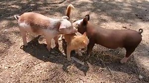 1K views · 123 reactions | The pigs new obsession! | Country View Acres | Facebook