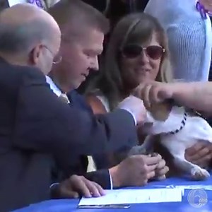 175K views · 1.1K shares | PAWSOME: Pennsylvania Governor Tom Wolf...