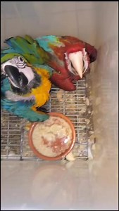 3.9K views · 38 reactions | Blue & Gold and Greenwing Macaw Chicks列列列列 | MZ BIRDS FARM | Facebook