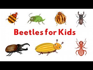 Beetles for Kids | Fun Facts & Colourful Insects Adventure 🪲 #beetle #cartoon #kidslearning