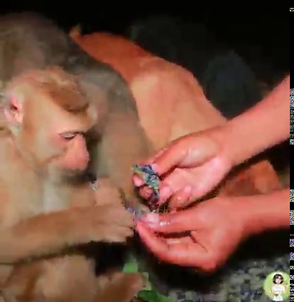 66K views · 1.9K reactions | women find catch Crocodile & cut Vegetables | Nice Cook | Facebook