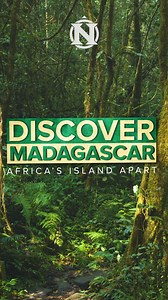 3.5K views · 56 reactions | Deep within the primeval rainforests of Madagascar, an astounding menagerie of unique animals thrives, from these ancient primates that hop upright to foot-long panther chameleons that change color to match their surroundings. Discover the essence of the ‘Eighth Continent’ in just eight days on our Madagascar Explorer safari. https://www.nathab.com/africa/madagascar-explorer-safari | Natural Habitat Adventures | Facebook
